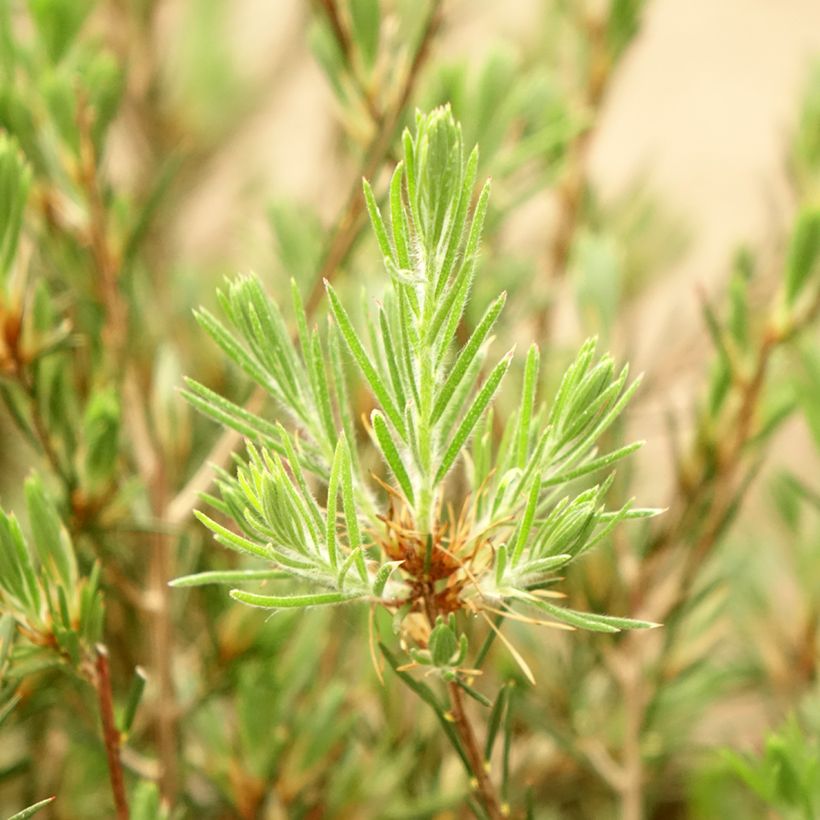 Callistemon pityoides Widdicombe Gem - Bottlebrush (Foliage)