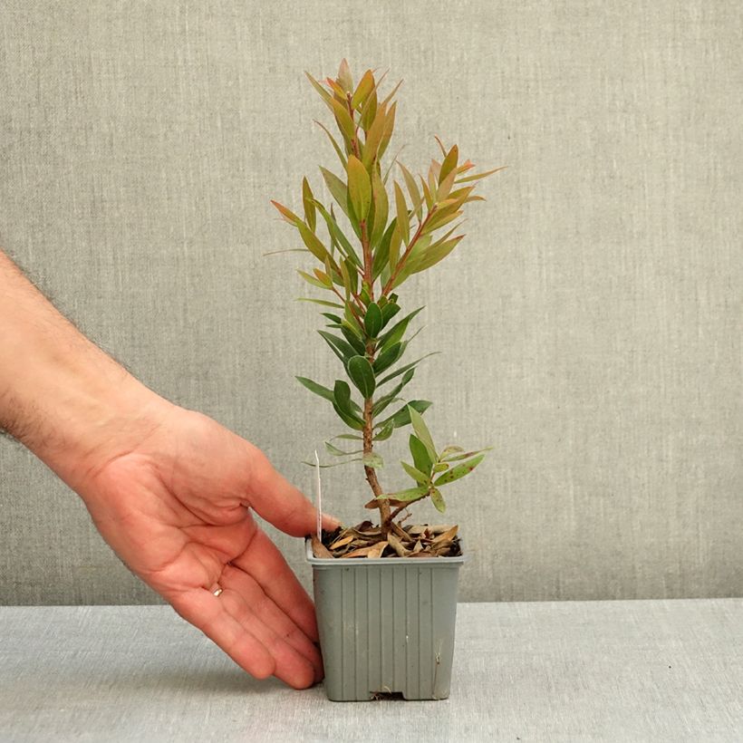 Callistemon citrinus Red Rocket - Bottlebrush 8/9 cm pot sample as delivered in autumn