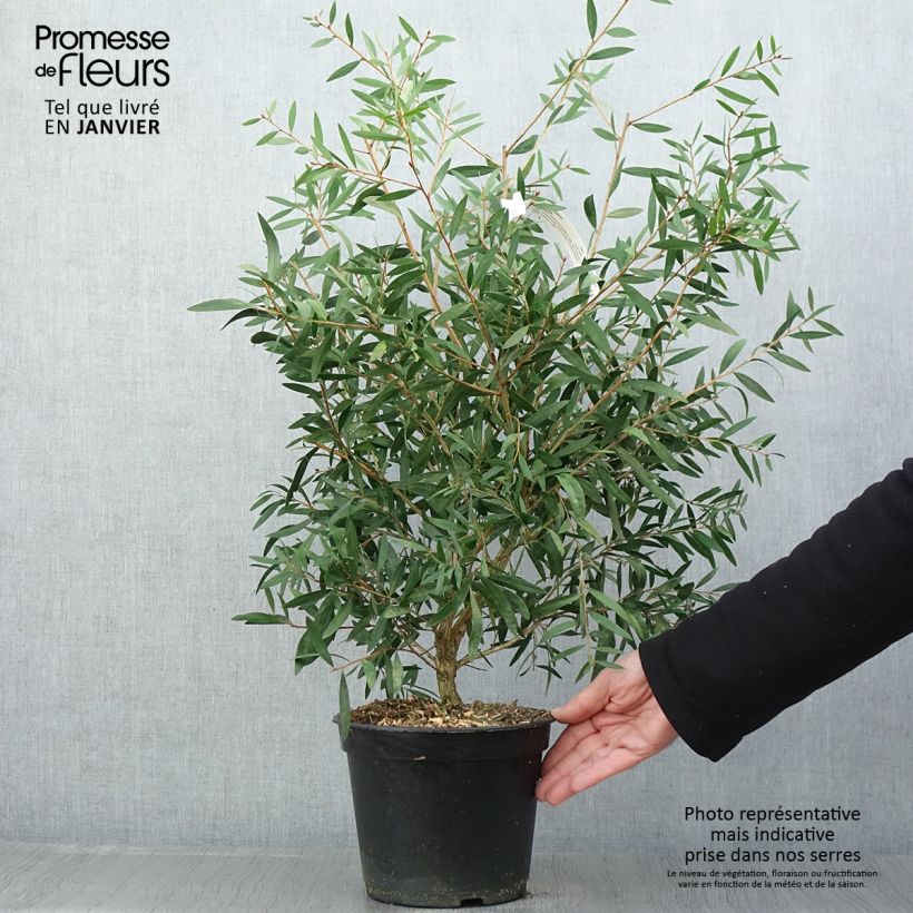 Callistemon citrinus Red Rocket - Bottlebrush 3L/4L pot sample as delivered in winter