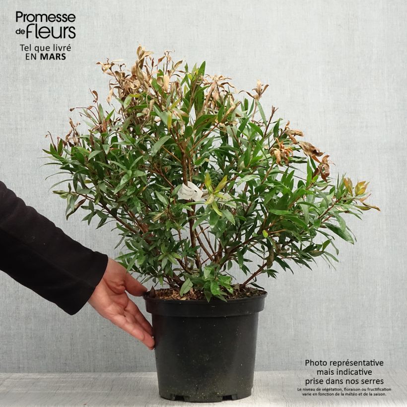 Callistemon citrinus Red Rocket - Bottlebrush 3L/4L pot sample as delivered in spring