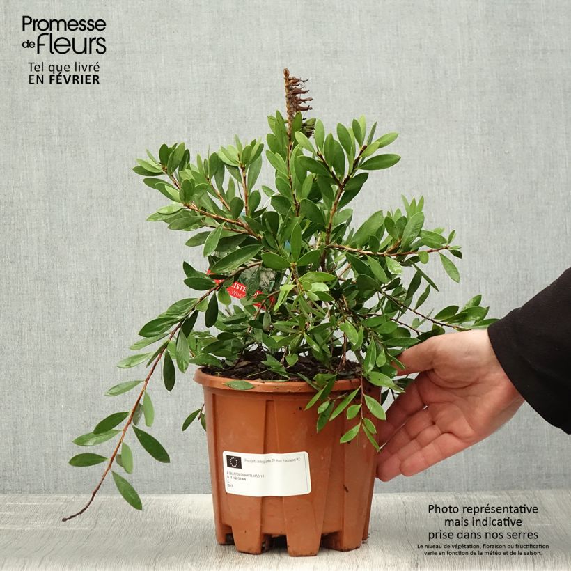 Callistemon salignus White - Bottlebrush 2L/3L pot sample as delivered in winter