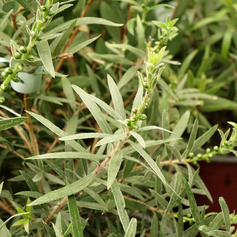Callistemon viminalis Captain Cook - Bottlebrush (Foliage)