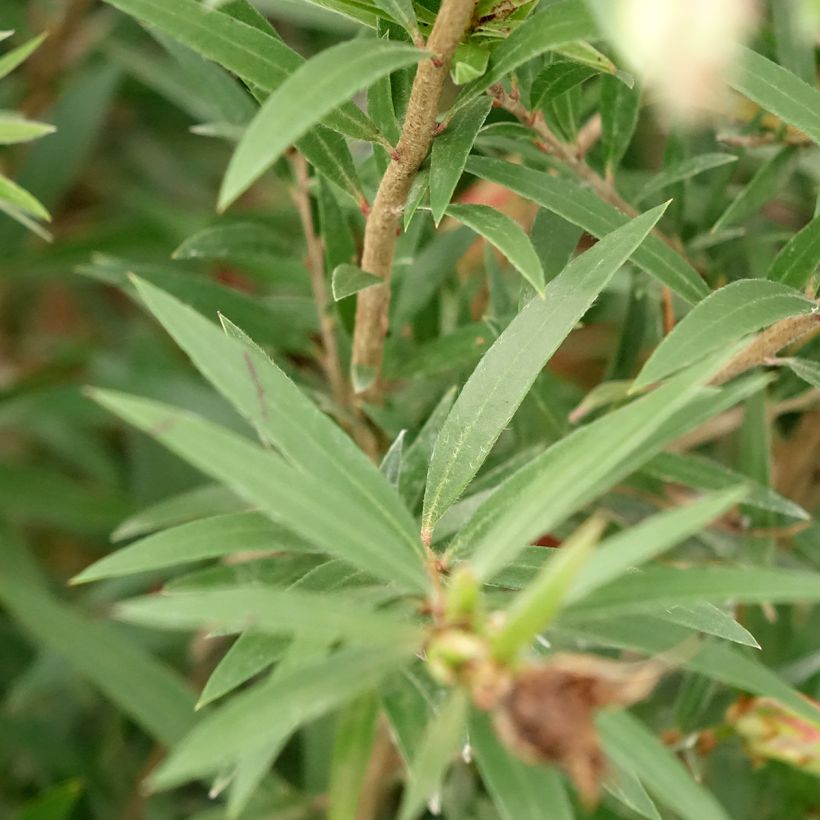 Callistemon viminalis Hannah Ray - Weeping bottlebrush (Foliage)