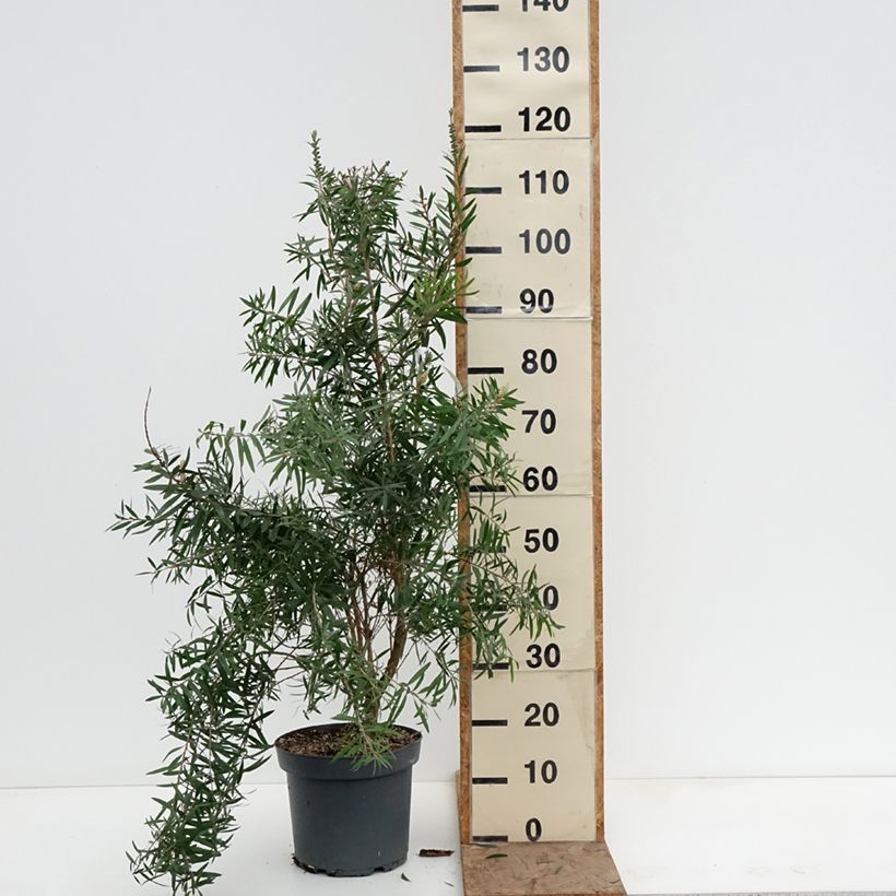 Callistemon viminalis Hannah Ray - Weeping bottlebrush 7.5L/10L pot sample as delivered in winter