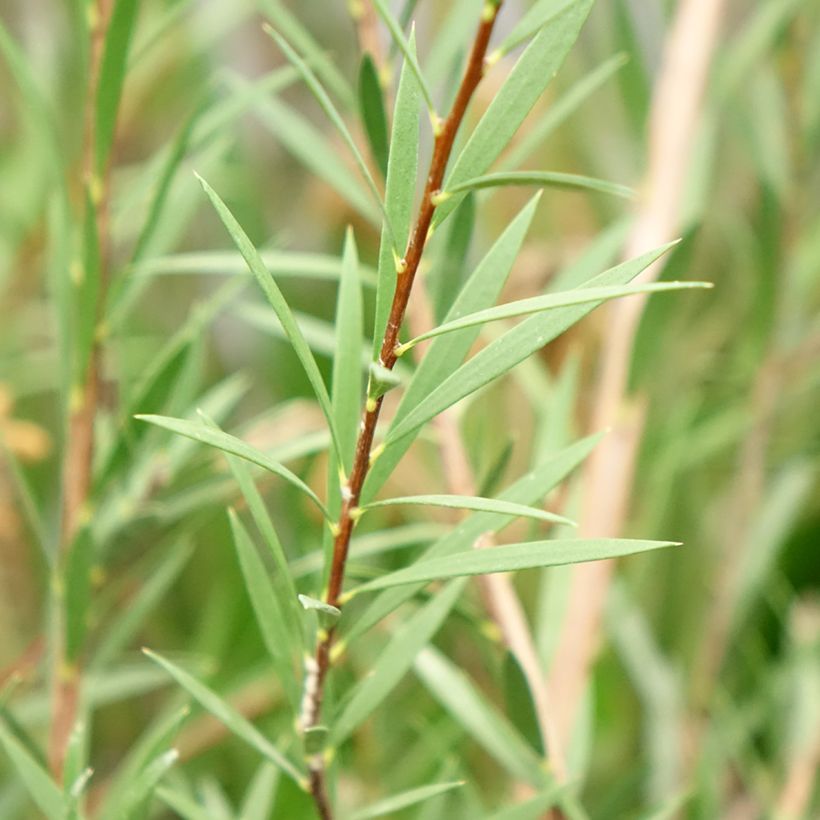 Callistemon Woodlanders Hardy (Foliage)
