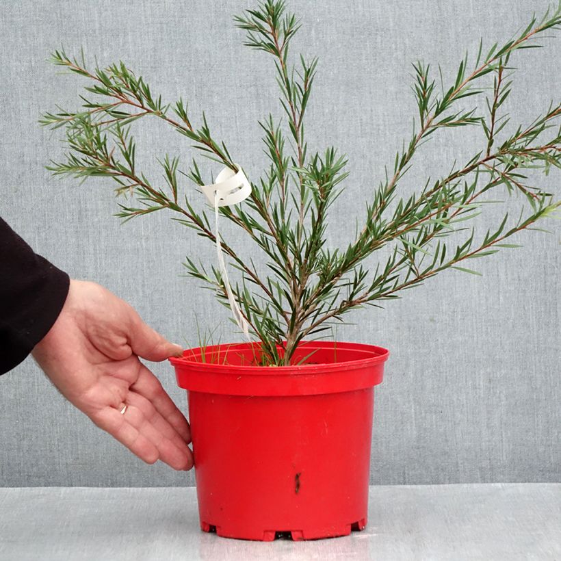 Callistemon Woodlanders Hardy 3L/4L pot sample as delivered in autumn