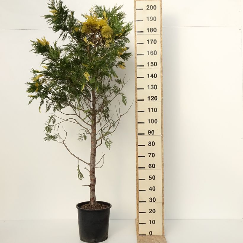 Calocedrus decurrens Aureovariegata - California incense cedar 18L/20L pot sample as delivered in winter