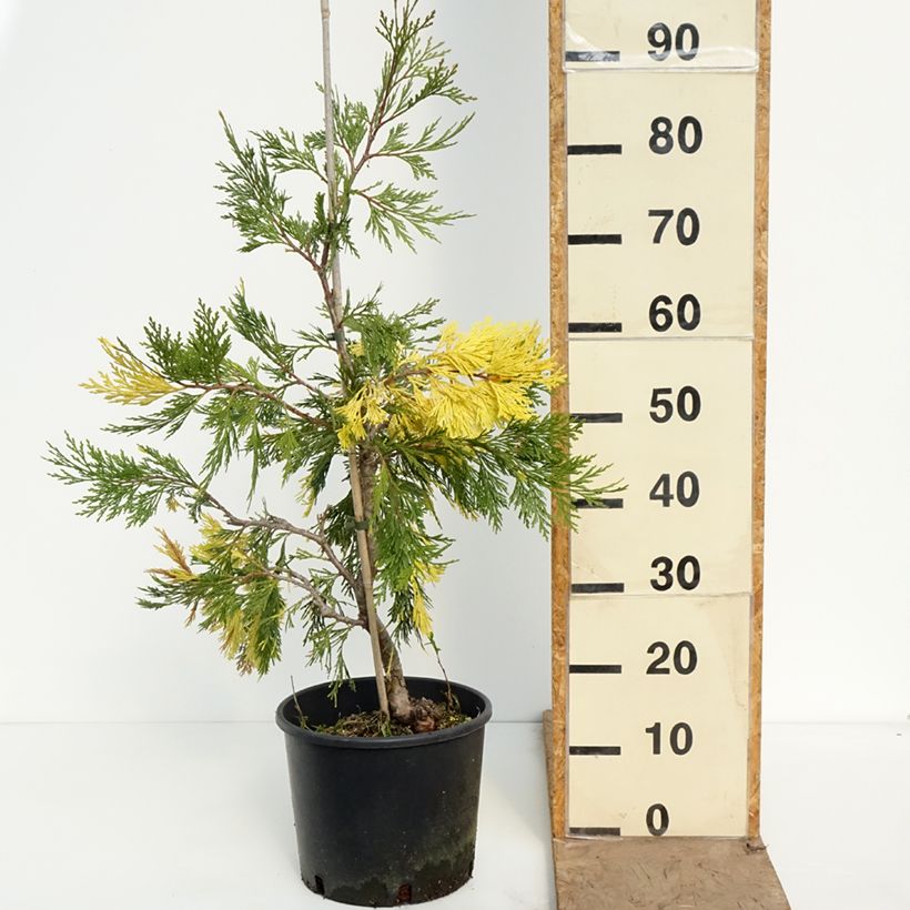 Calocedrus decurrens Aureovariegata - California incense cedar 7.5L/10L pot sample as delivered in spring