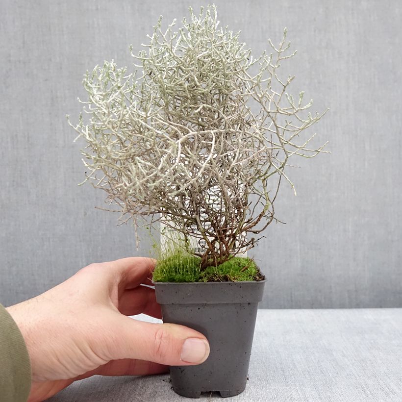 Leucophyta brownii  - Cushion Bush 8/9 cm pot sample as delivered in winter