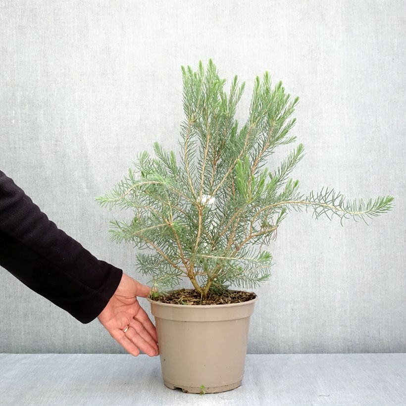 Calothamnus quadrifidus Grey Form 4L/5L pot sample as delivered in autumn