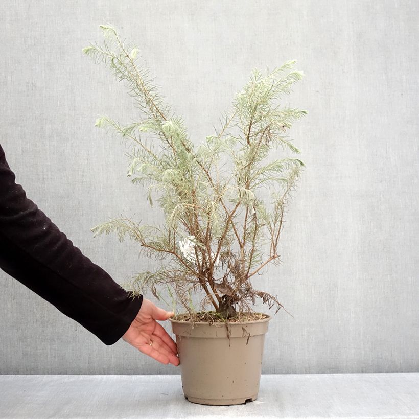 Calothamnus quadrifidus Grey Form 4L/5L pot sample as delivered in winter