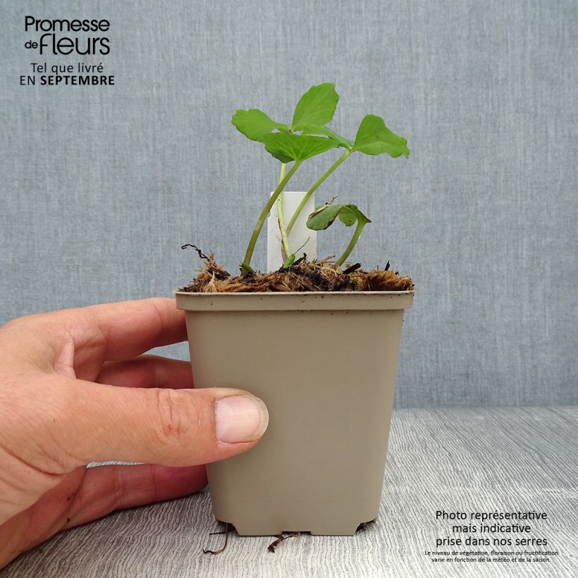 Caltha palustris Plena 8/9 cm pot sample as delivered in autumn