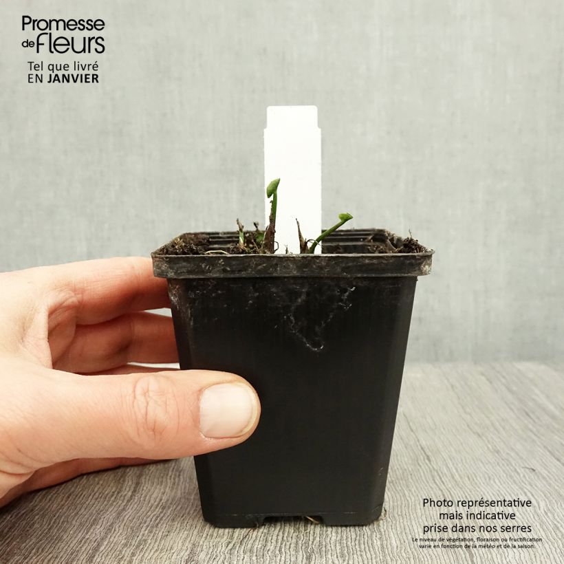 Caltha palustris Plena 8/9 cm pot sample as delivered in winter