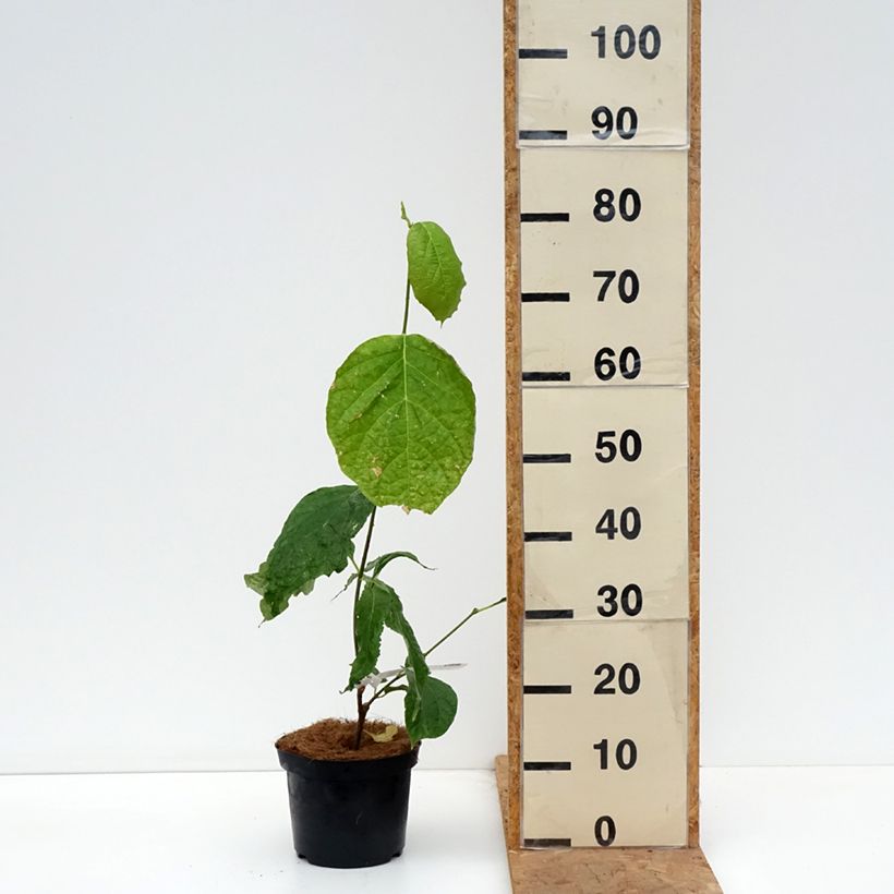 Calycanthus chinensis - Sweetshrub 3L/4L pot sample as delivered in autumn