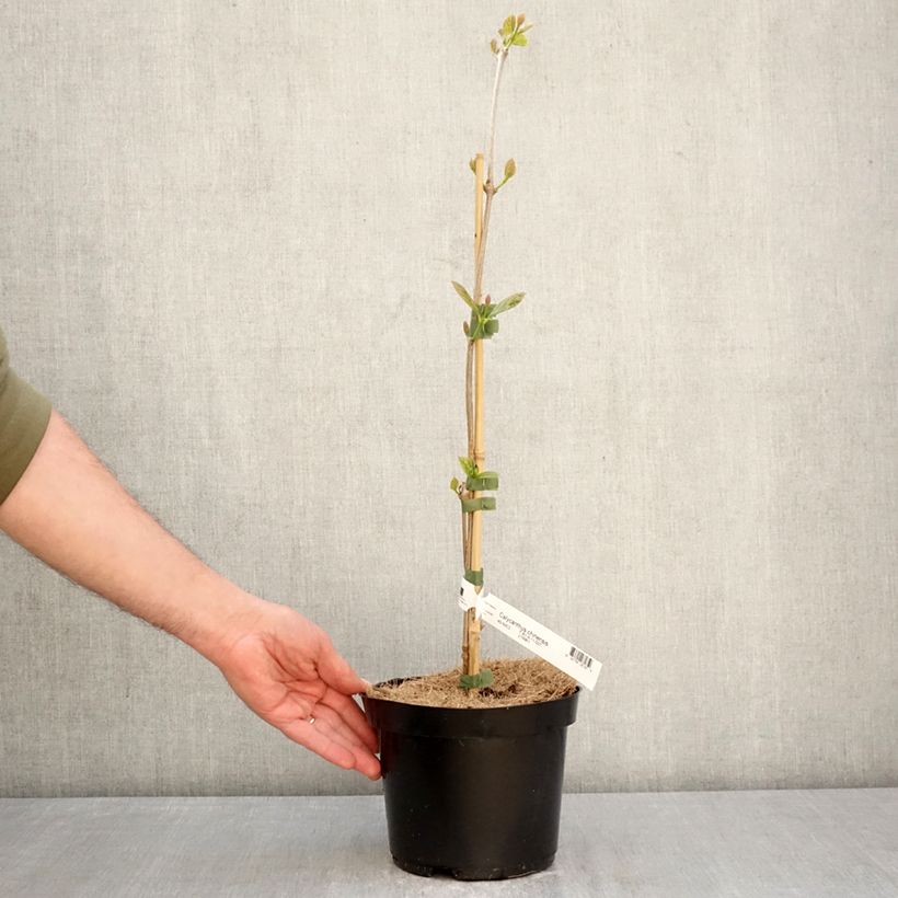 Calycanthus chinensis - Sweetshrub 3L/4L pot sample as delivered in spring