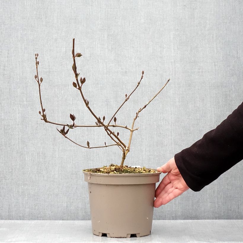 Calycanthus floridus var. purpureus Burgundy Spice- Sweetshrub 4L/5L pot sample as delivered in spring