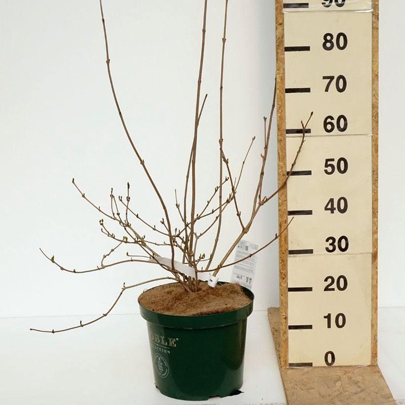 Calycanthus Venus- Sweetshrub 7.5L/10L pot sample as delivered in spring