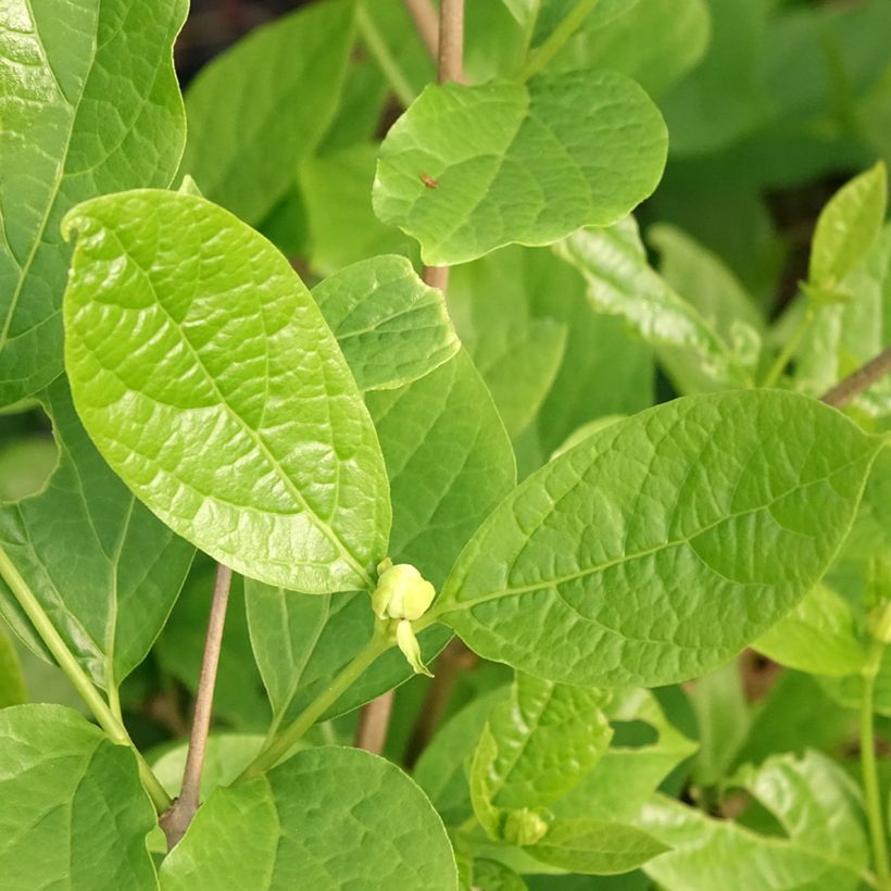 Calycanthus Venus- Sweetshrub (Foliage)