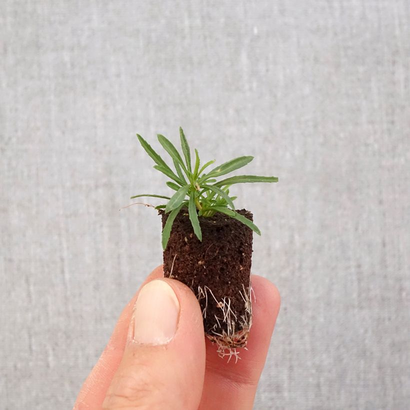 Calylophus serrulatus Superlophus Yellow - Yellow Sundrops Plug plant 3/4cm sample as delivered in spring