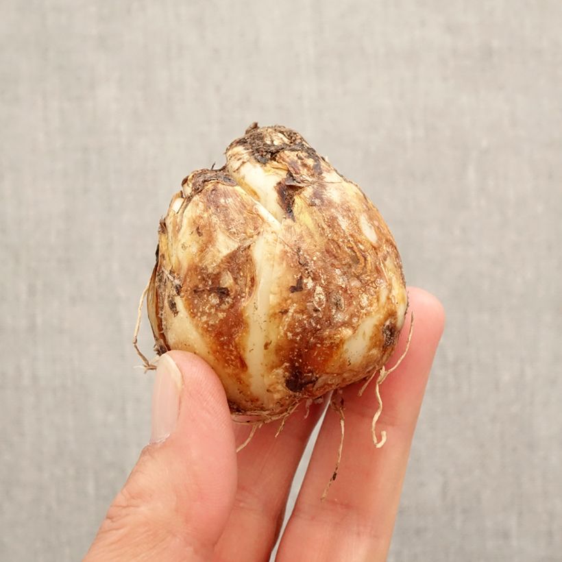 Camassia Blue Heaven Bulb size 14+ sample as delivered in spring