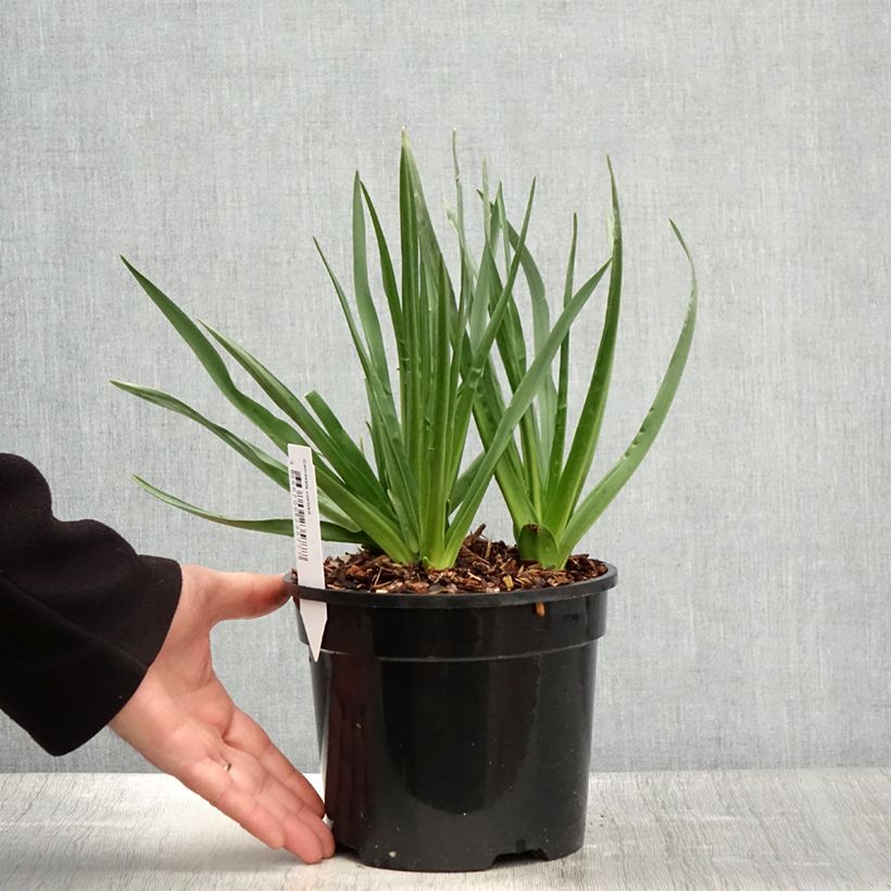 Camassia cusickii 2L/3L pot sample as delivered in spring