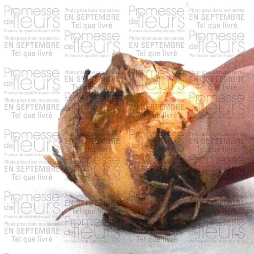 Example of Camassia leichtlinii Alba Bulb size 14+ specimen as delivered