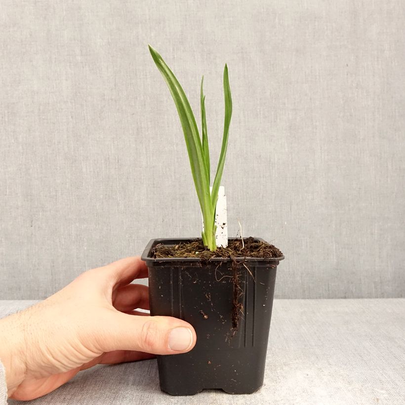 Camassia leichtlinii Alba 1L/1.5L pot size 14+ sample as delivered in winter