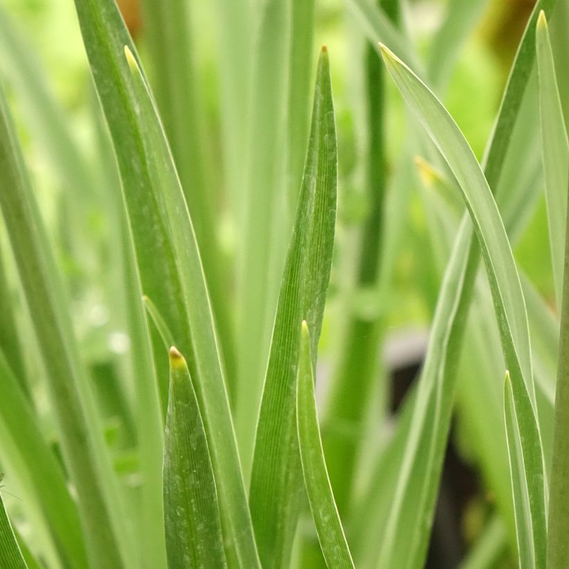 Camassia leichtlinii subsp. suksdorfii Caerulea (Foliage)
