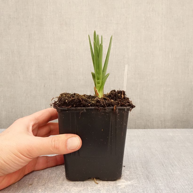 Camassia leichtlinii subsp. suksdorfii Caerulea 1L/1.5L pot sample as delivered in winter