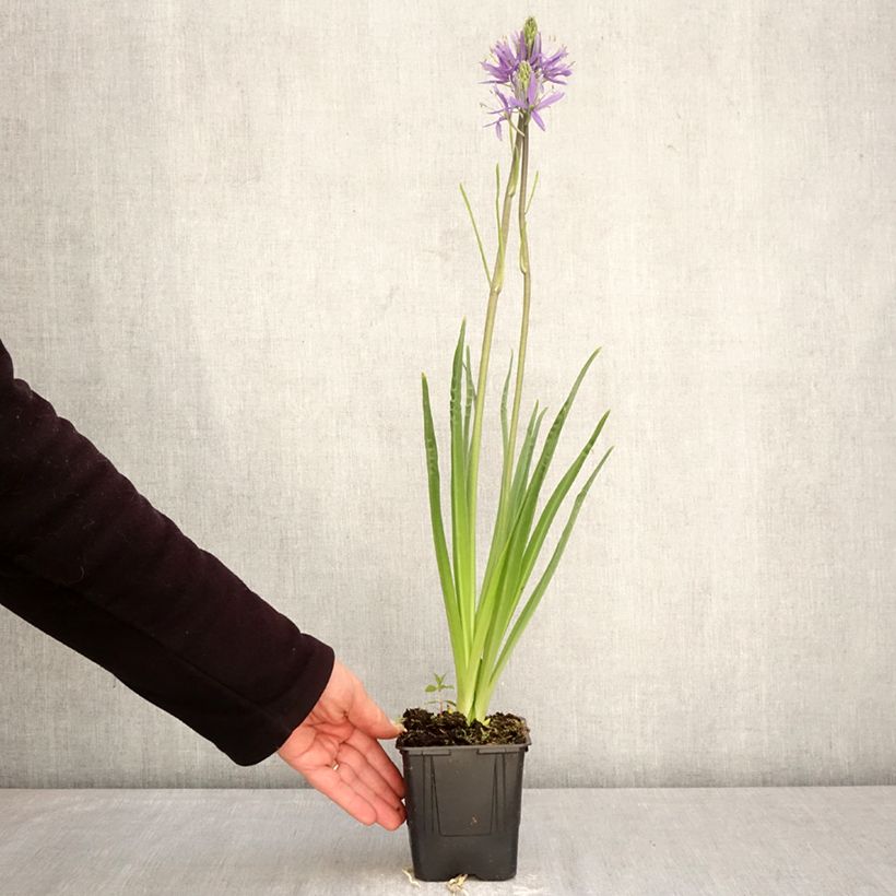 Camassia leichtlinii subsp. suksdorfii Caerulea 1L/1.5L pot sample as delivered in spring