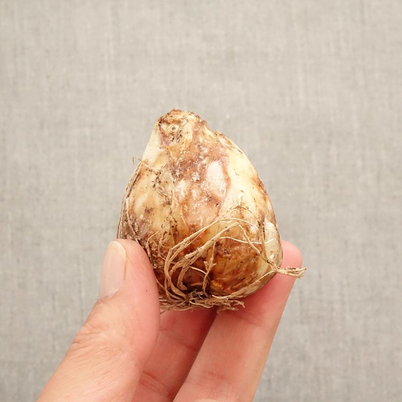 Camassia leichtlinii Sacajawea Bulb size 14+ sample as delivered in spring