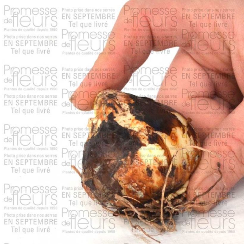 Example of Camassia leichtlinii Semiplena Bulb size 12+ specimen as delivered