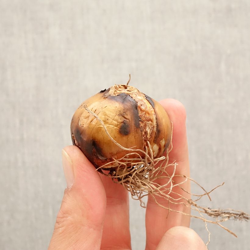 Camassia leichtlinii Semiplena Bulb size 12+ sample as delivered in spring