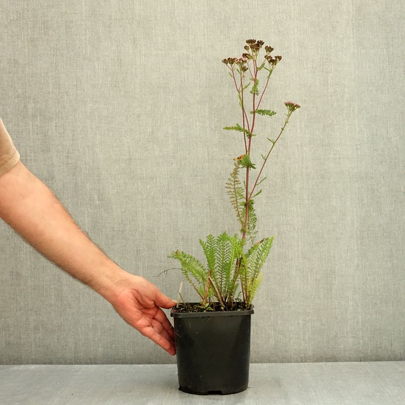 Camassia leichtlinii Silk River 2L/3L pot sample as delivered in summer