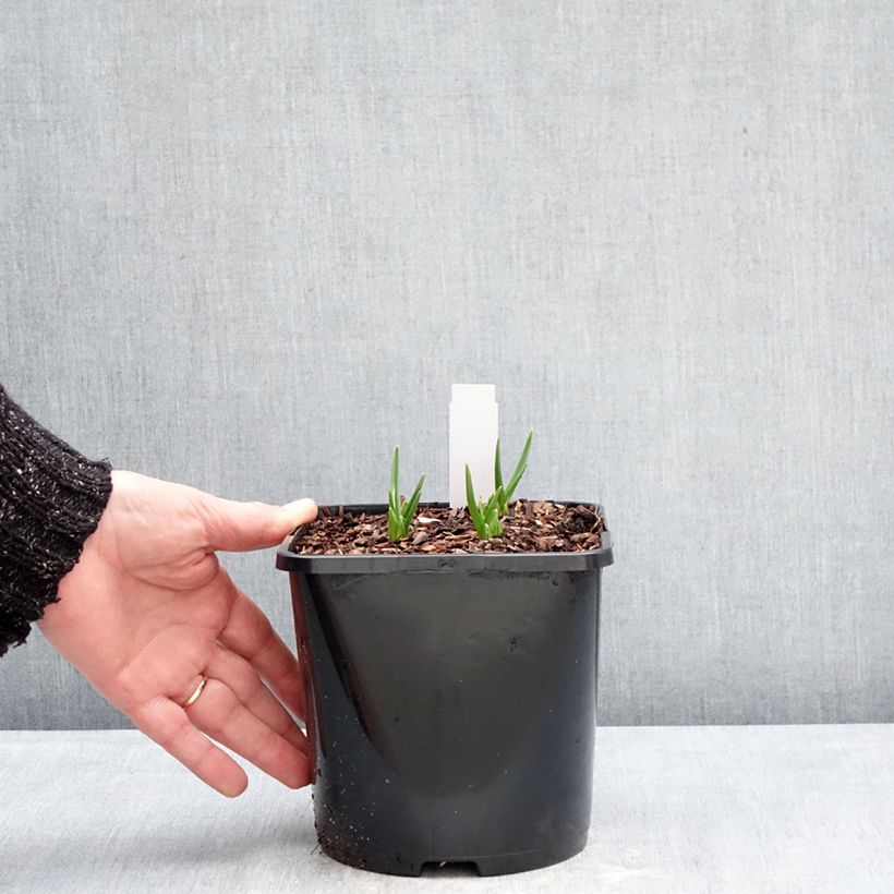 Camassia leichtlinii Silk River 2L/3L pot sample as delivered in winter