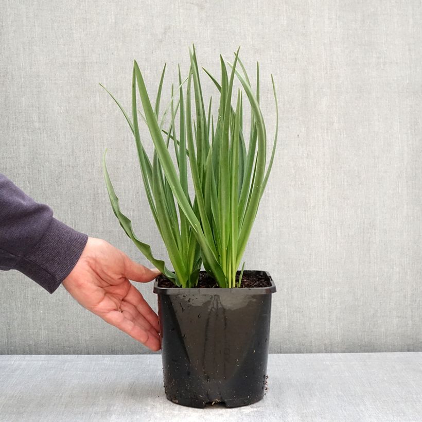 Camassia leichtlinii Silk River 2L/3L pot sample as delivered in spring