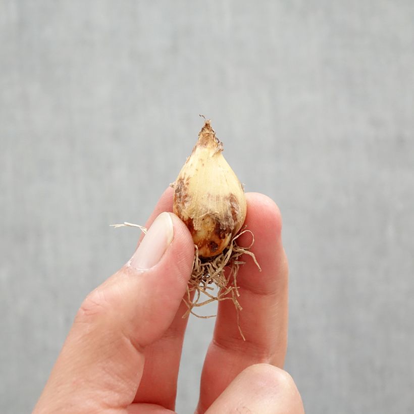 Camassia quamash Blue Melody Bulb size 6+ sample as delivered in spring