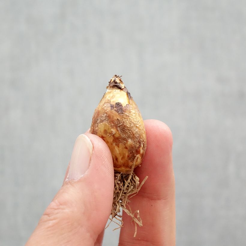 Camassia quamash Bulb size 6+ sample as delivered in spring