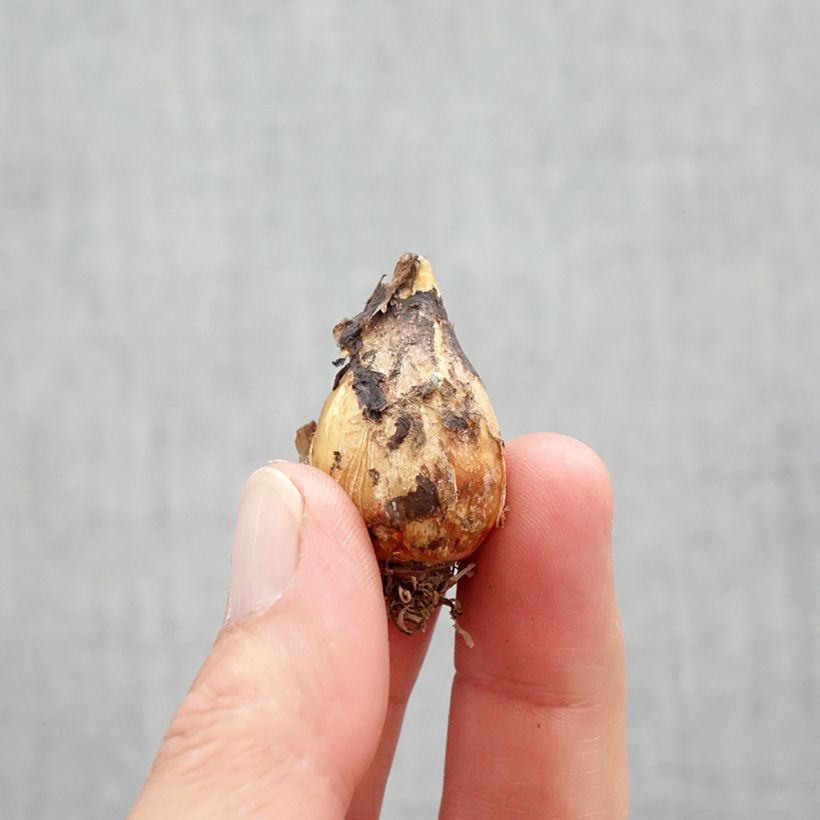 Camassia quamash Orion Bulb size 6+ sample as delivered in spring