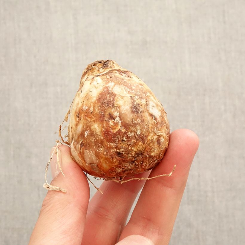 Camassia cusickii Zwanenburg Bulb size 14/16 sample as delivered in spring