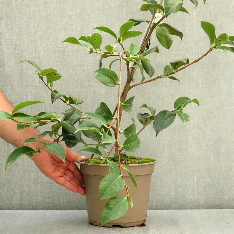 Camellia japonica Baby Sis Pink 4L/5L pot sample as delivered in summer