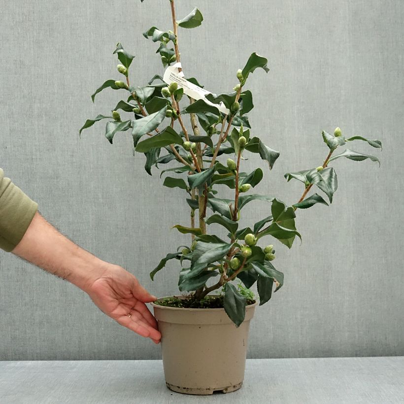 Camellia japonica Betty Foy Sanders 4L/5L pot sample as delivered in autumn
