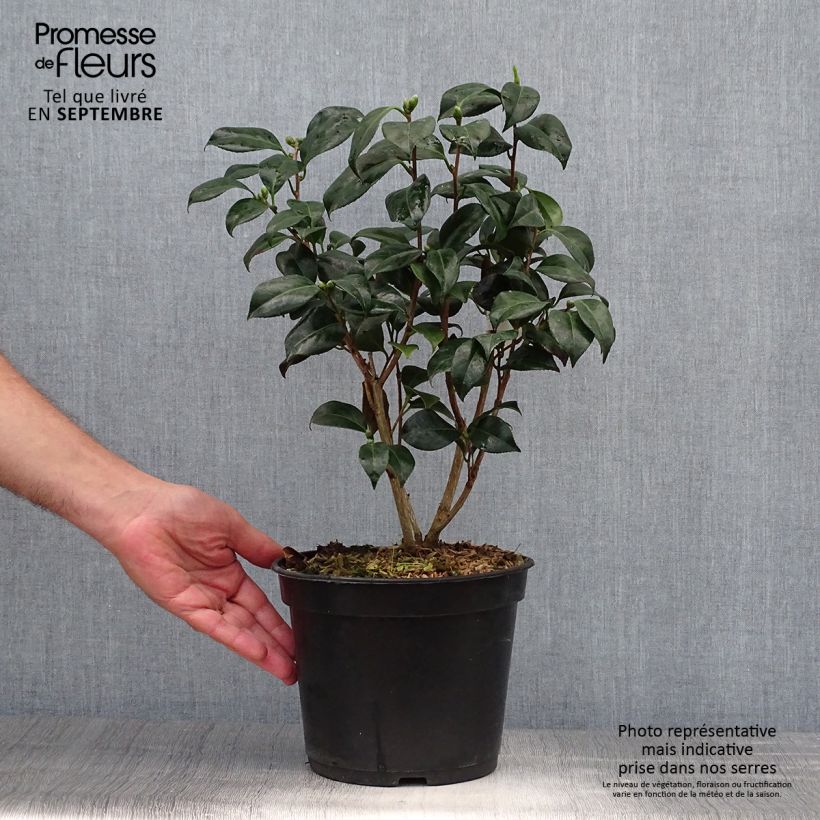 Camellia japonica Bobs Tinsie 4L/5L pot sample as delivered in autumn