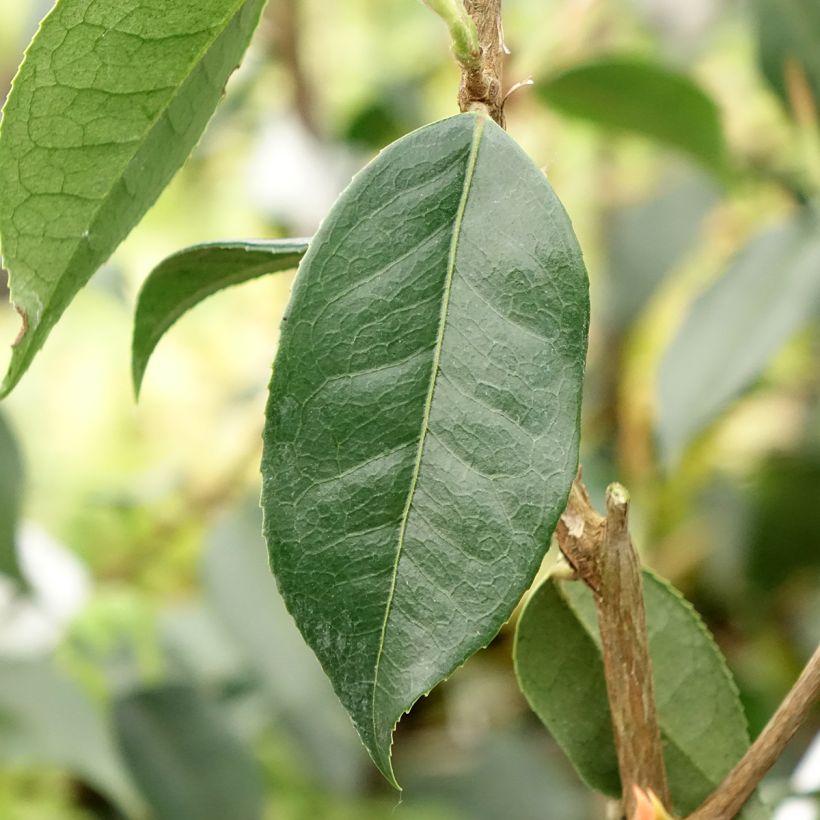 Camellia Crimson Candles (Foliage)