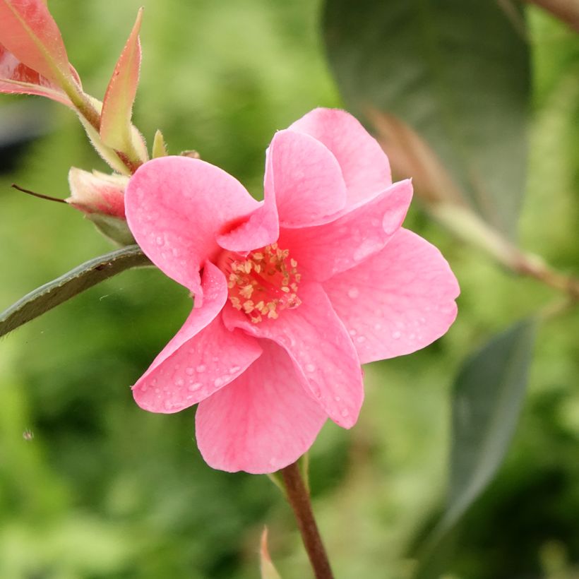 Camellia Crimson Candles (Flowering)