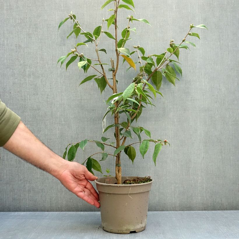 Camellia Crimson Candles 4L/5L pot sample as delivered in autumn