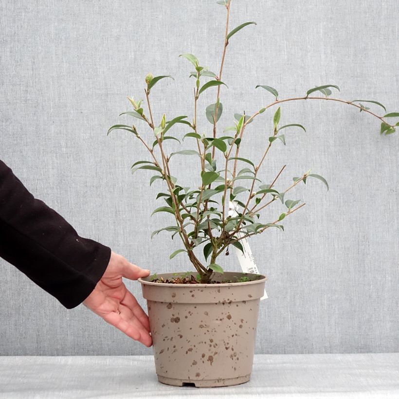 Camellia Fairy Wand 3L/4L pot sample as delivered in winter