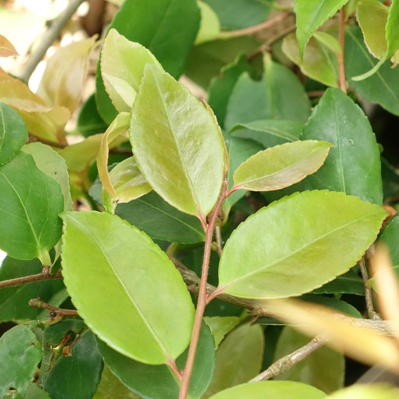 Camellia lutchuensis Quintessence (Foliage)