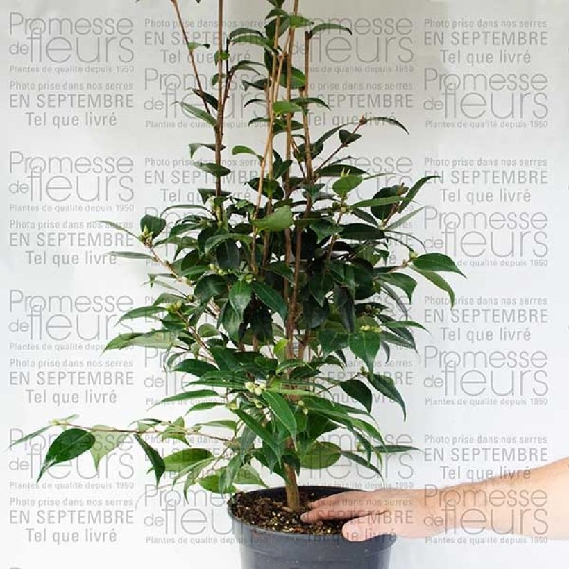 Example of Camellia Spring Festival 3L/4L pot specimen as delivered