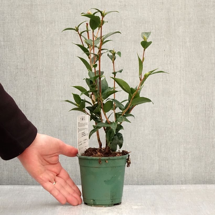 Camellia Spring Festival 12cm pot sample as delivered in winter